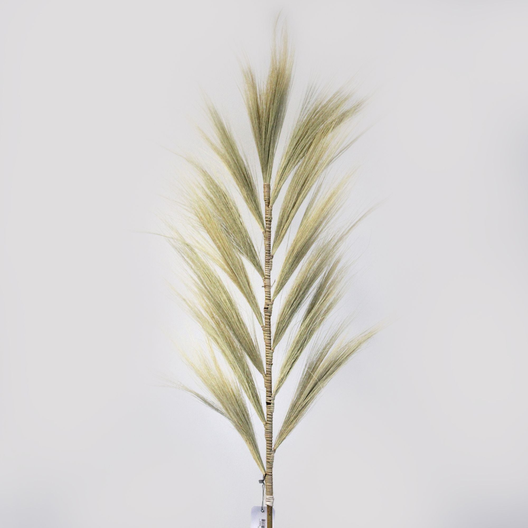 Palmera Rubia de Rayung - 1.6m