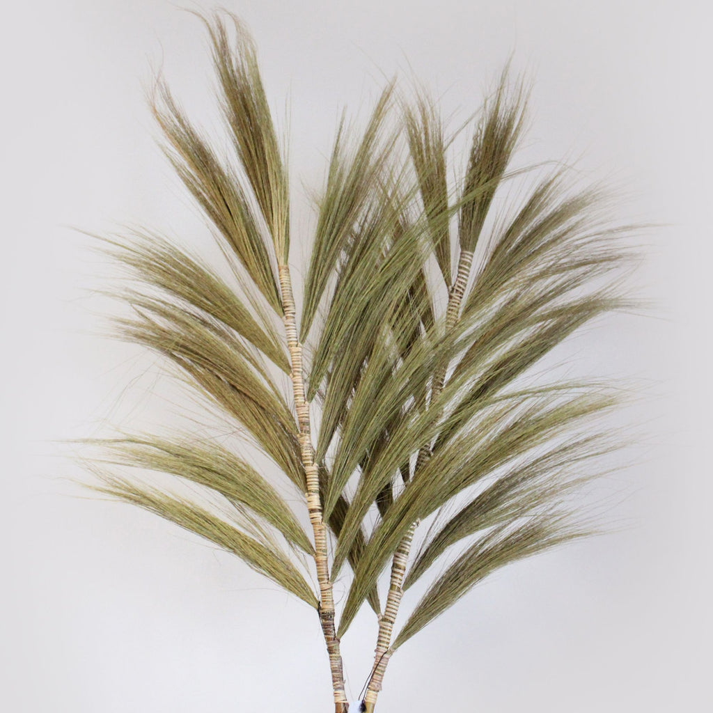 Palmera Natural de Rayung - 2m