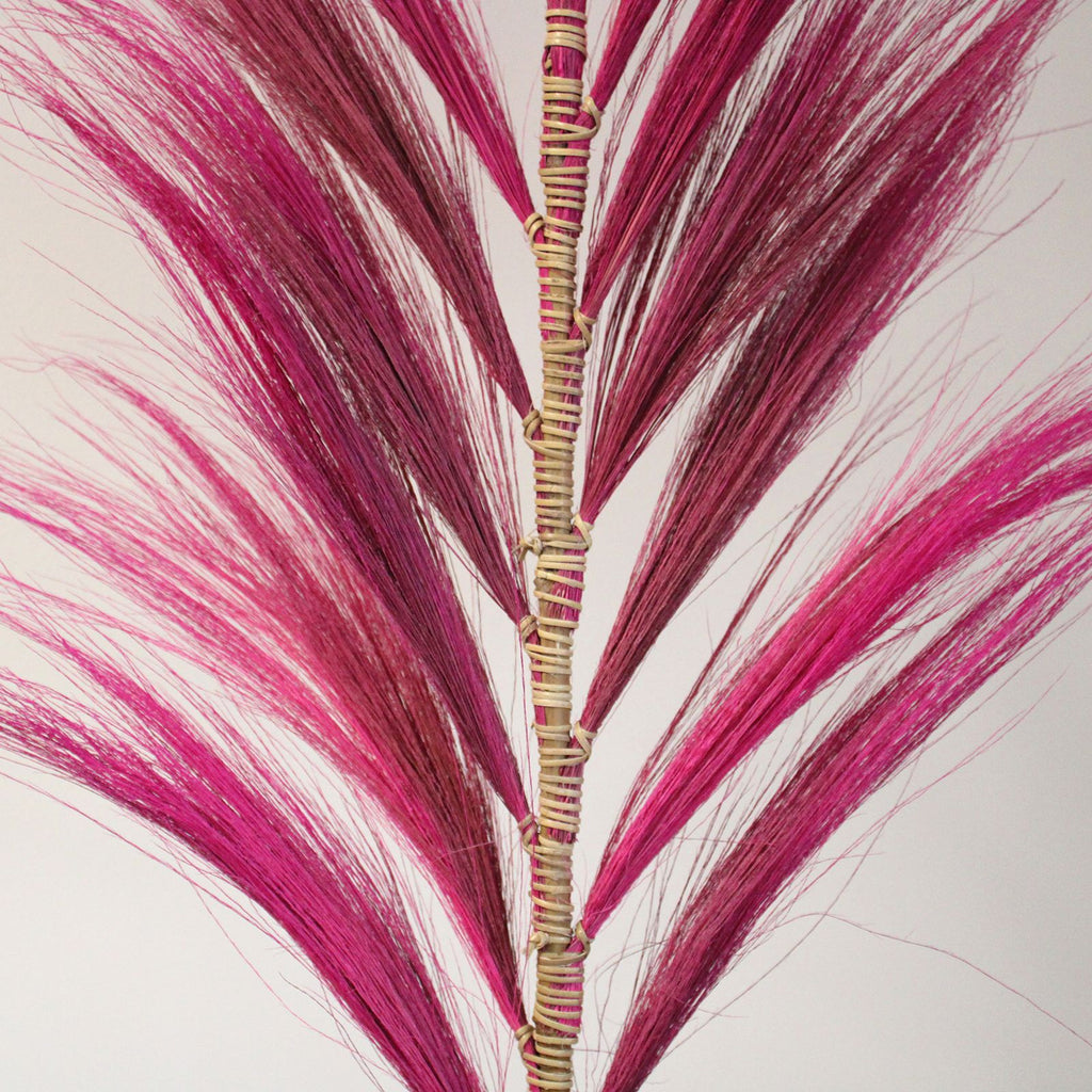 Palmera Rosa de Rayung- 1.6m