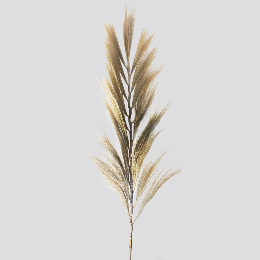 Palmera Rubia de Rayung- 2m