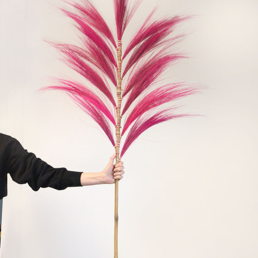 Palmera Rosa de Rayung- 1.6m