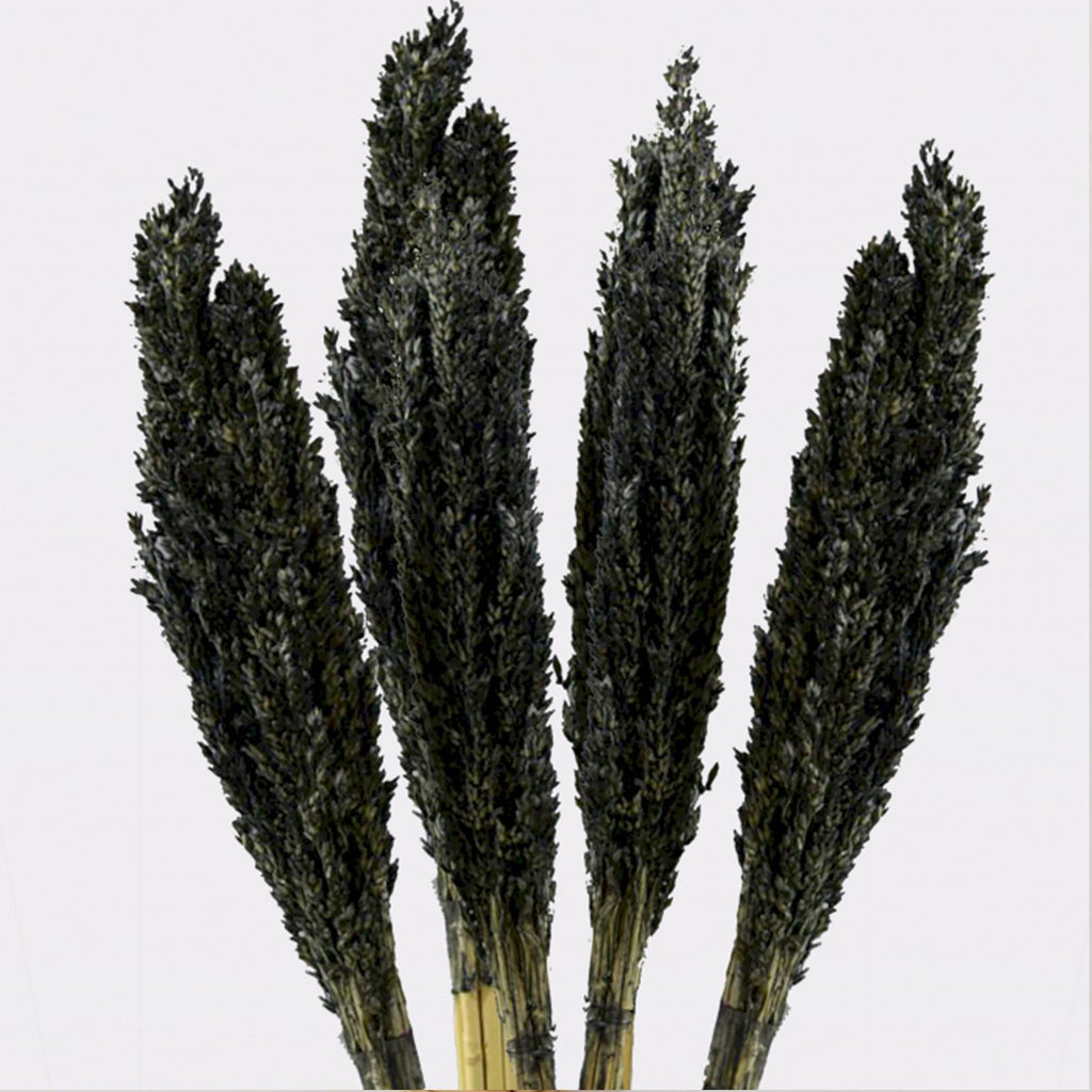 Manojo de Hierba Cantal - Negro