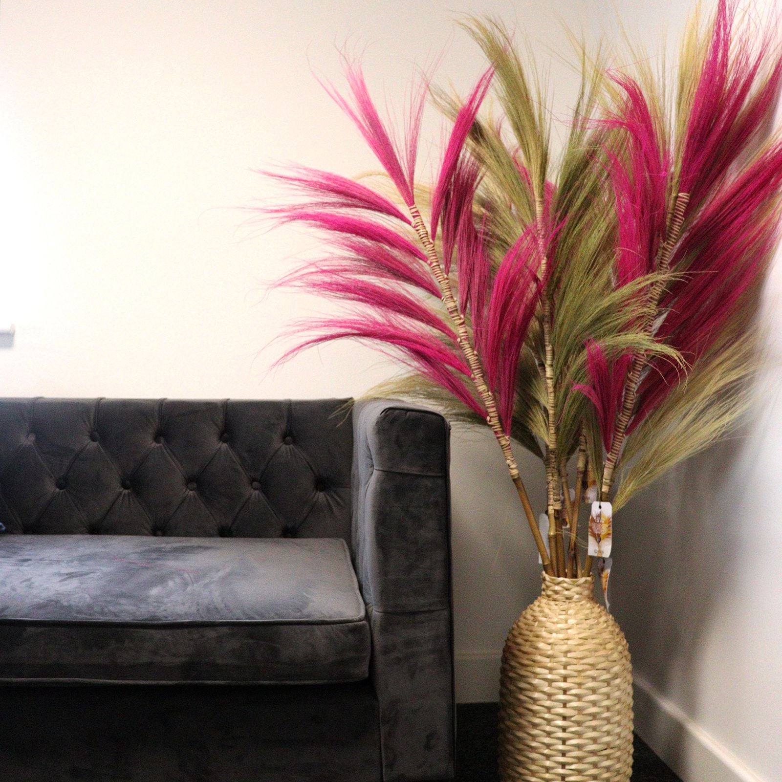 Palmera Rubia de Rayung - 1.6m