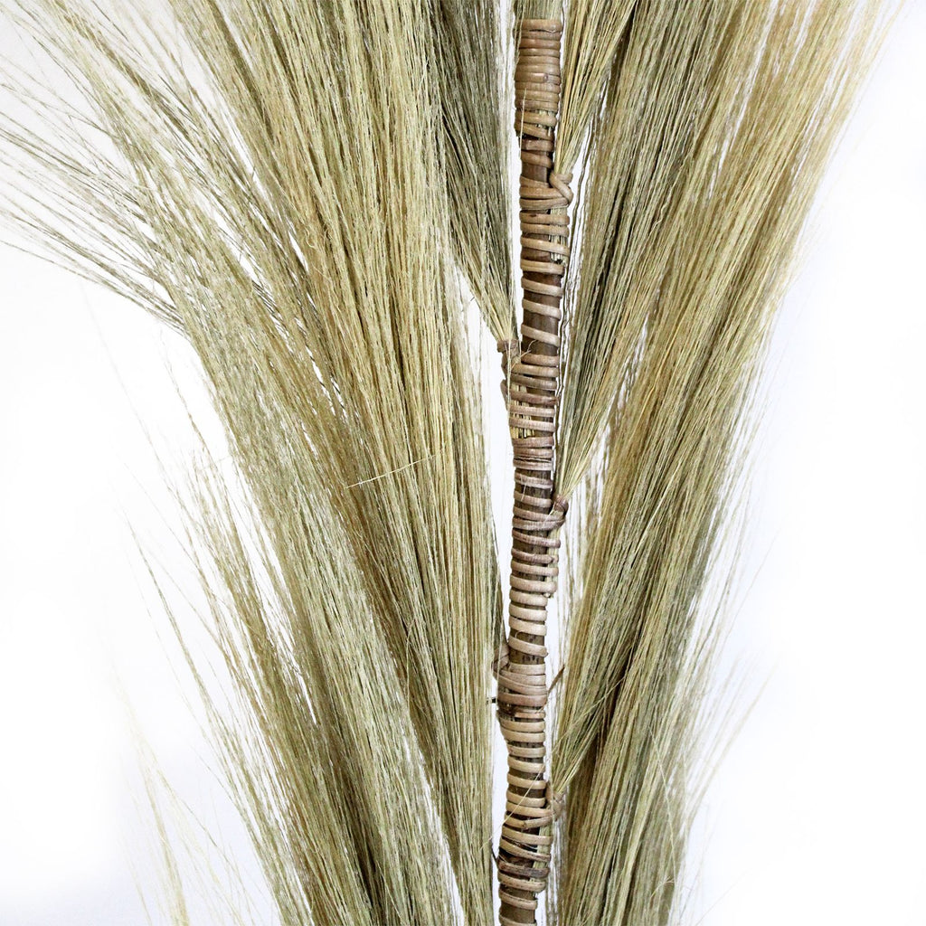 Palmera Rubia de Rayung - 1.6m
