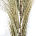 Palmera Rubia de Rayung - 1.6m