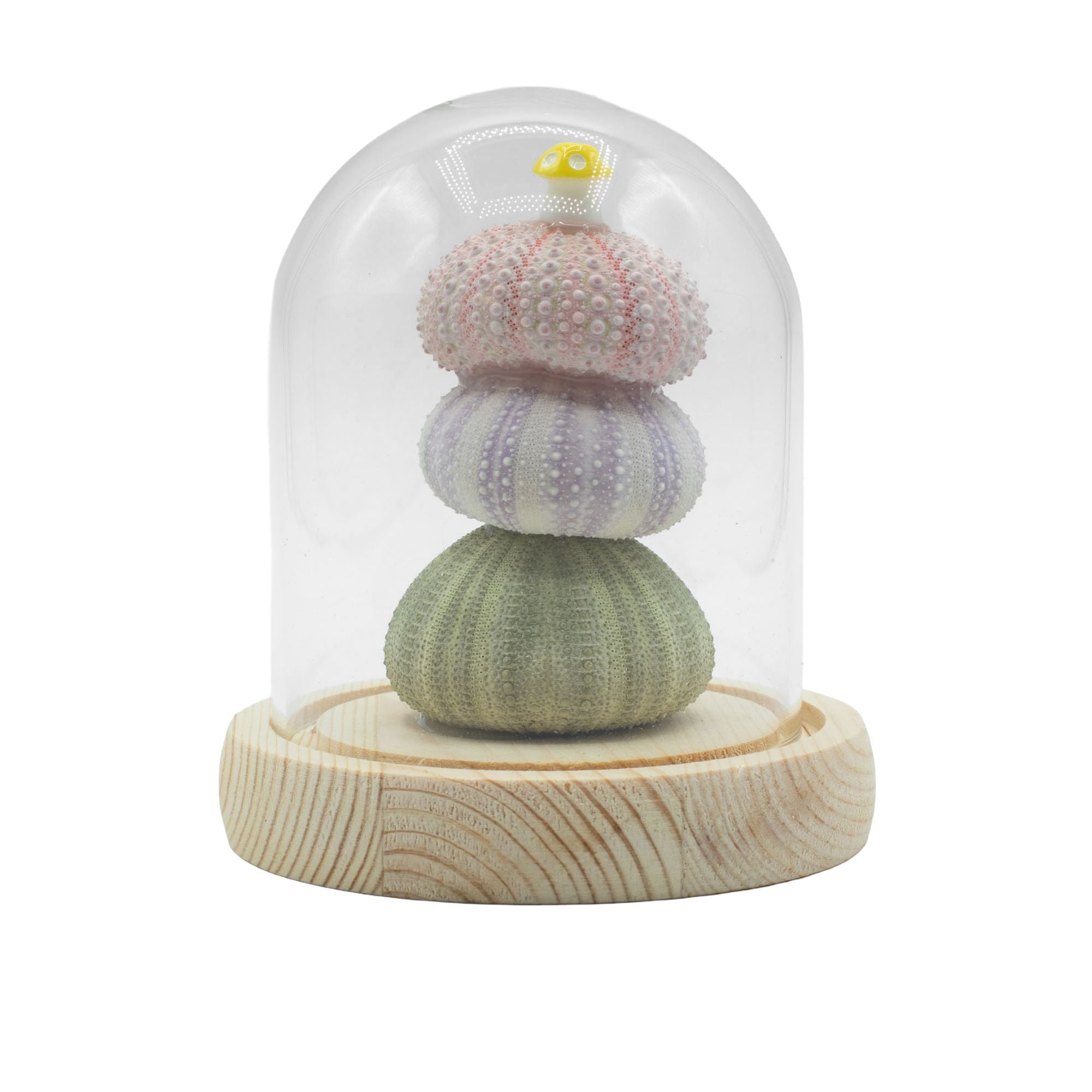 Domo de Jardín Floral Glow - 3 erizos de mar - LED USB